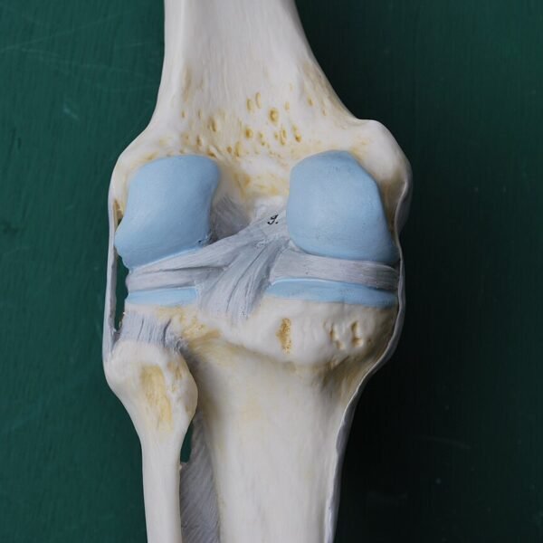 Functional Knee Joint Model with Ligaments