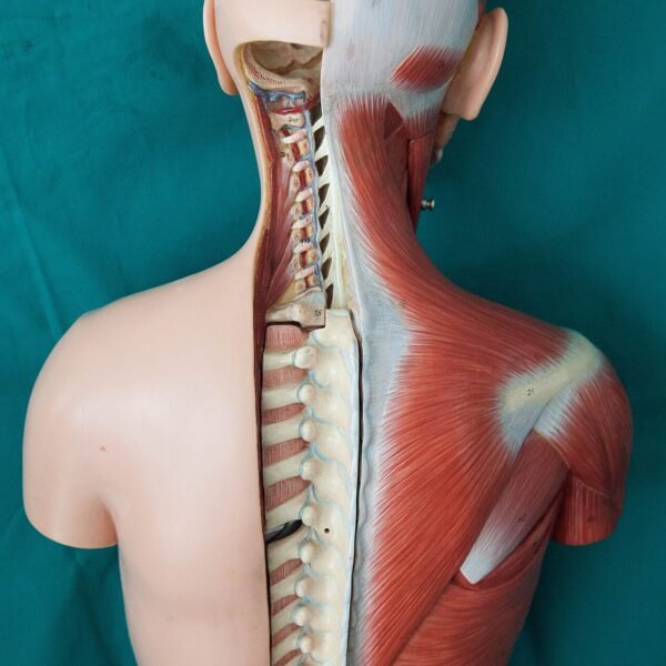 Muscle & Joint Models