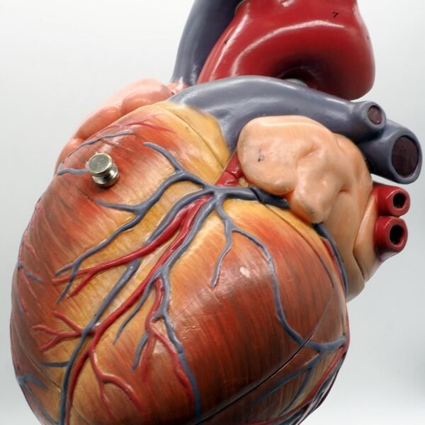 Organ Models