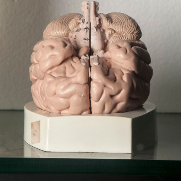 Human Brain Model, 8-Part, Life-Size