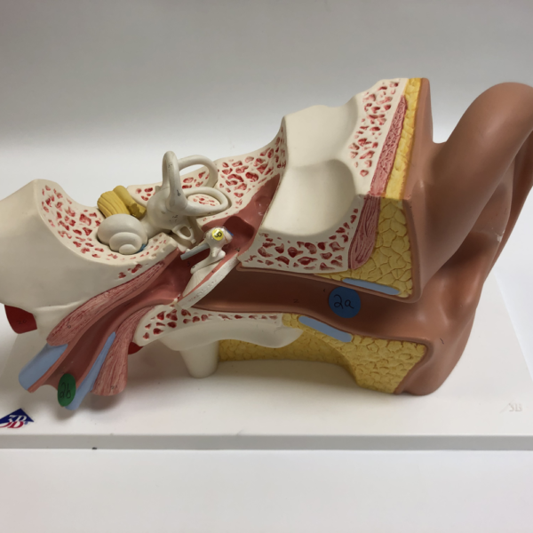 Giant Ear Model, 3× Life-Size, 4-Part