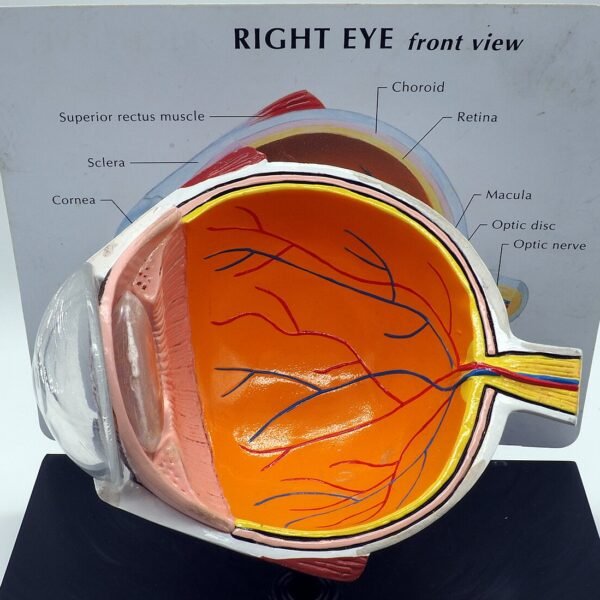 Giant Eye Model, 6-Part, 5× Life-Size