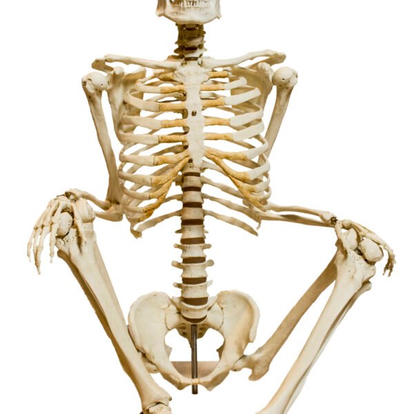 Skeleton & Bone Models