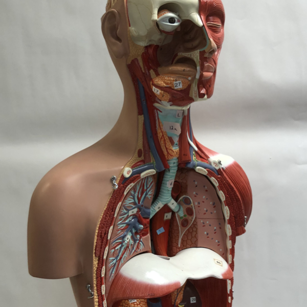 Torso & Full-Body Models