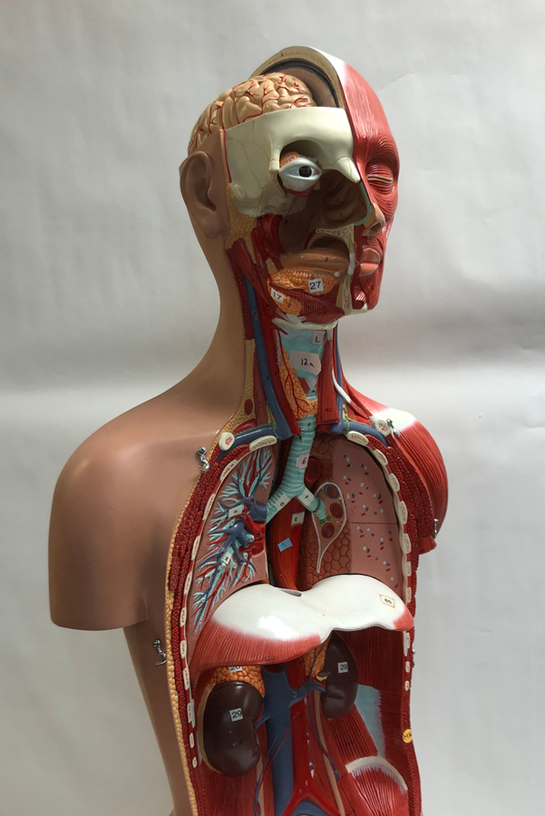 Dual-sex human torso anatomical model